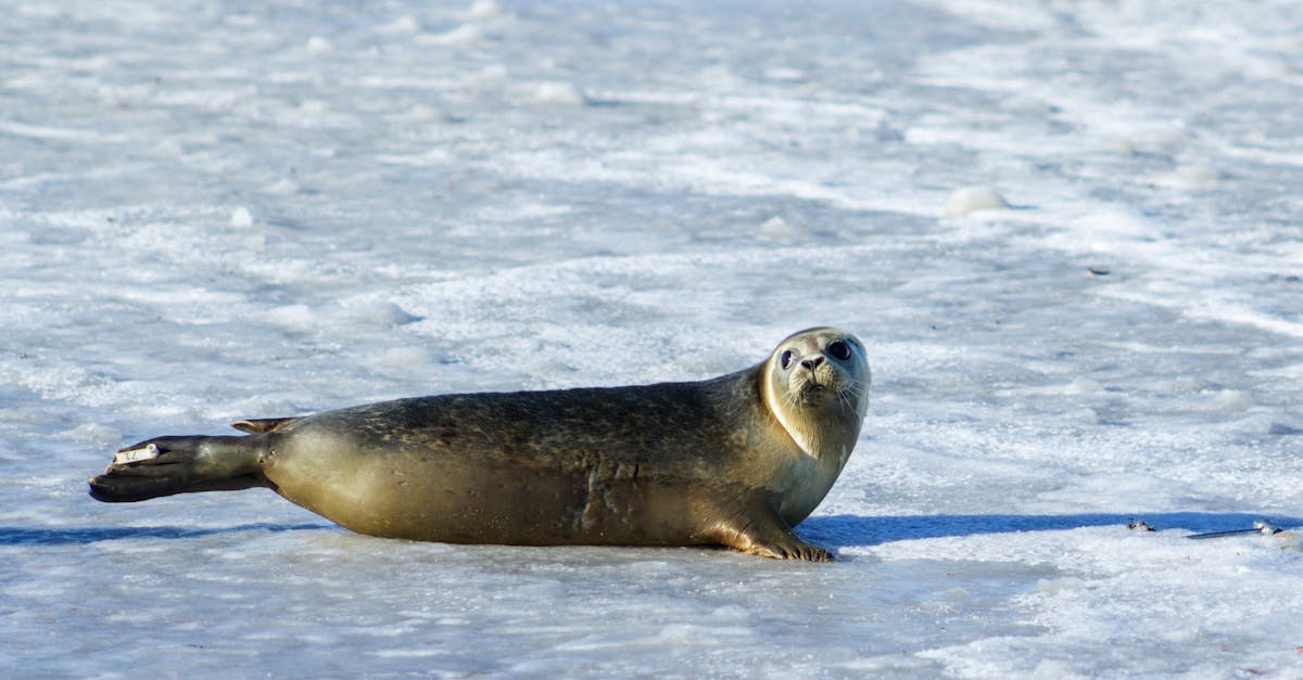 découvrez les merveilles de l'arctique, un monde fascinant de paysages glacés, de faune unique et de cultures autochtones. explorez les défis environnementaux et l'impact du changement climatique sur cette région fragile.