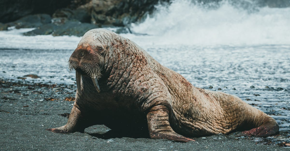 découvrez la richesse de la biodiversité arctique, un écosystème unique où se mêlent faune et flore adaptées aux conditions extrêmes. explorez l'importance de la conservation de ces habitats fragiles et l'impact du changement climatique sur cette région essentielle.