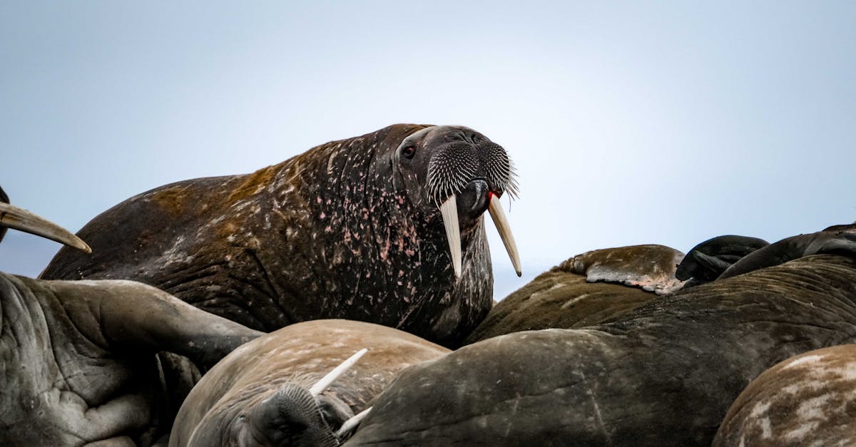 découvrez la richesse de la biodiversité arctique, un écosystème unique où se mêlent faune et flore adaptées aux conditions extrêmes. apprenez comment le changement climatique menace cette biodiversité précieuse et ce que nous pouvons faire pour la préserver.