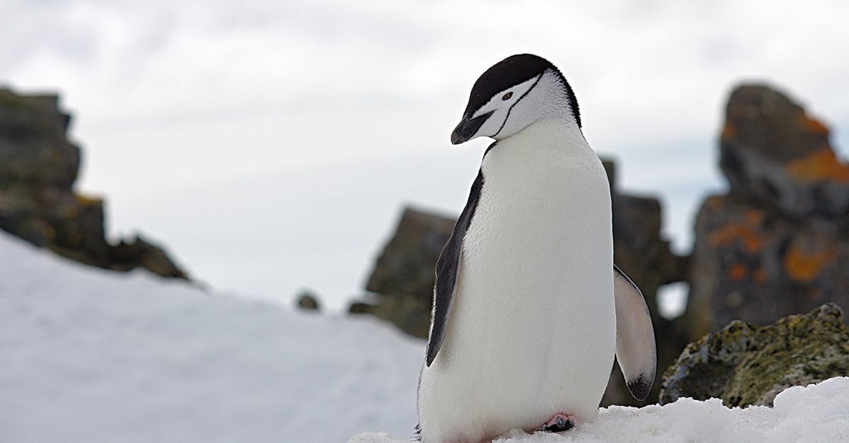 découvrez la riche biodiversité de l'arctique, un écosystème unique où flore et faune s'adaptent aux conditions extrêmes. explorez les enjeux de conservation et l'importance de protéger ces habitats fragiles.