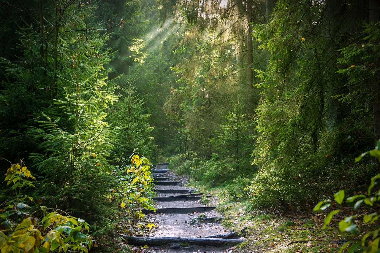 découvrez la beauté et l'importance des forêts. explorez leur biodiversité, leur rôle crucial dans notre écosystème et comment elles contribuent à la lutte contre le changement climatique. plongez dans l'univers fascinant des forêts et apprenez comment les protéger pour les générations futures.