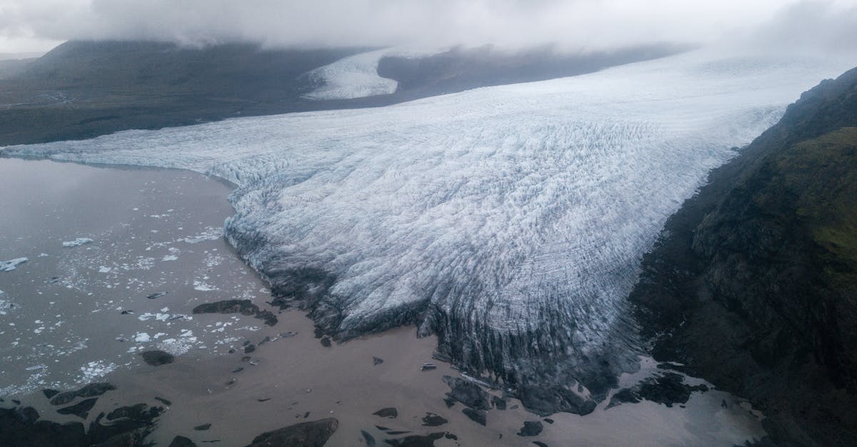 découvrez nos initiatives pour la conservation de l'arctique, un écosystème fragile menacé par le changement climatique. explorez comment nous protégeons la faune, préservons les habitats naturels et sensibilisons le public à l'importance de la sauvegarde de cette région unique.