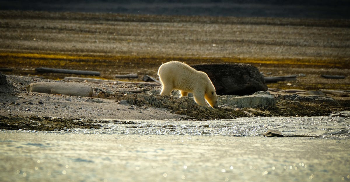 découvrez les écosystèmes arctiques, où la vie s'épanouit dans des conditions extrêmes. explorez la biodiversité unique, les adaptations des espèces et l'impact du changement climatique sur cet environnement fragile.