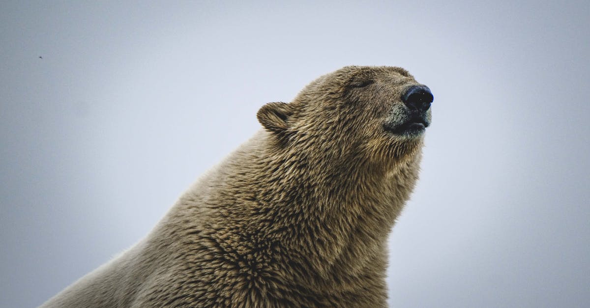 découvrez les enjeux et les perspectives d'un avenir arctique face au changement climatique. plongez dans les impacts écologiques, économiques et sociaux qui façonnent cet habitat unique et vital pour notre planète.