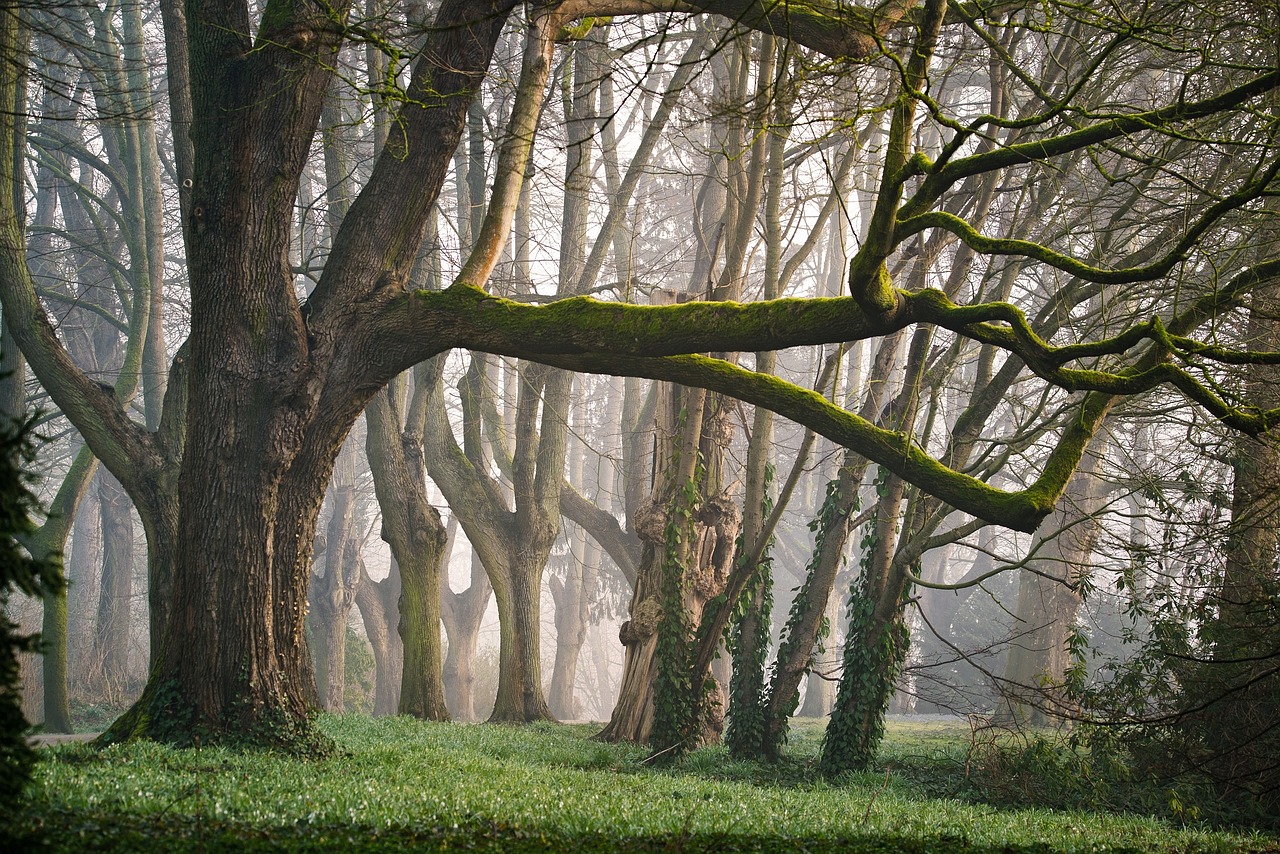 découvrez l'univers fascinant des forêts, riches en biodiversité et en écosystèmes variés. explorez les bienfaits des forêts pour la planète et pour l'homme, leur rôle crucial dans la régulation climatique et la préservation de la faune et de la flore.