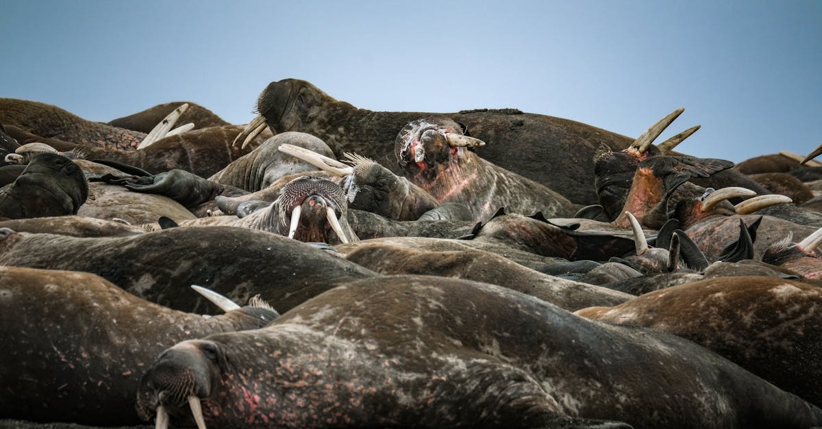 découvrez des stratégies innovantes pour la préservation de l'arctique, visant à protéger cet environnement unique face aux enjeux climatiques et à la biodiversité. explorez des initiatives durables et des solutions collaboratives pour garantir l'avenir de cette région vitale.