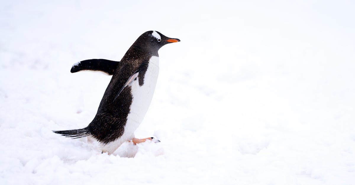 découvrez les efforts essentiels pour la protection des espèces menacées dans l'arctique. informez-vous sur les initiatives de conservation et les actions nécessaires pour préserver la biodiversité unique de cette région fragile.