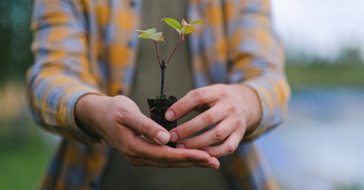 découvrez les enjeux et les techniques de la reforestation, une initiative essentielle pour restaurer les écosystèmes, lutter contre le changement climatique et préserver la biodiversité. joignez-vous à nous pour comprendre comment votre contribution peut faire une différence!