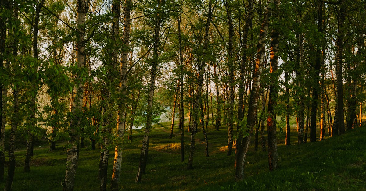 découvrez l'importance de la reforestation pour la planète. apprenez comment ce processus aide à restaurer les écosystèmes, réduire le co2 et préserver la biodiversité. engagez-vous pour un avenir durable en participant à des initiatives de reforestation.