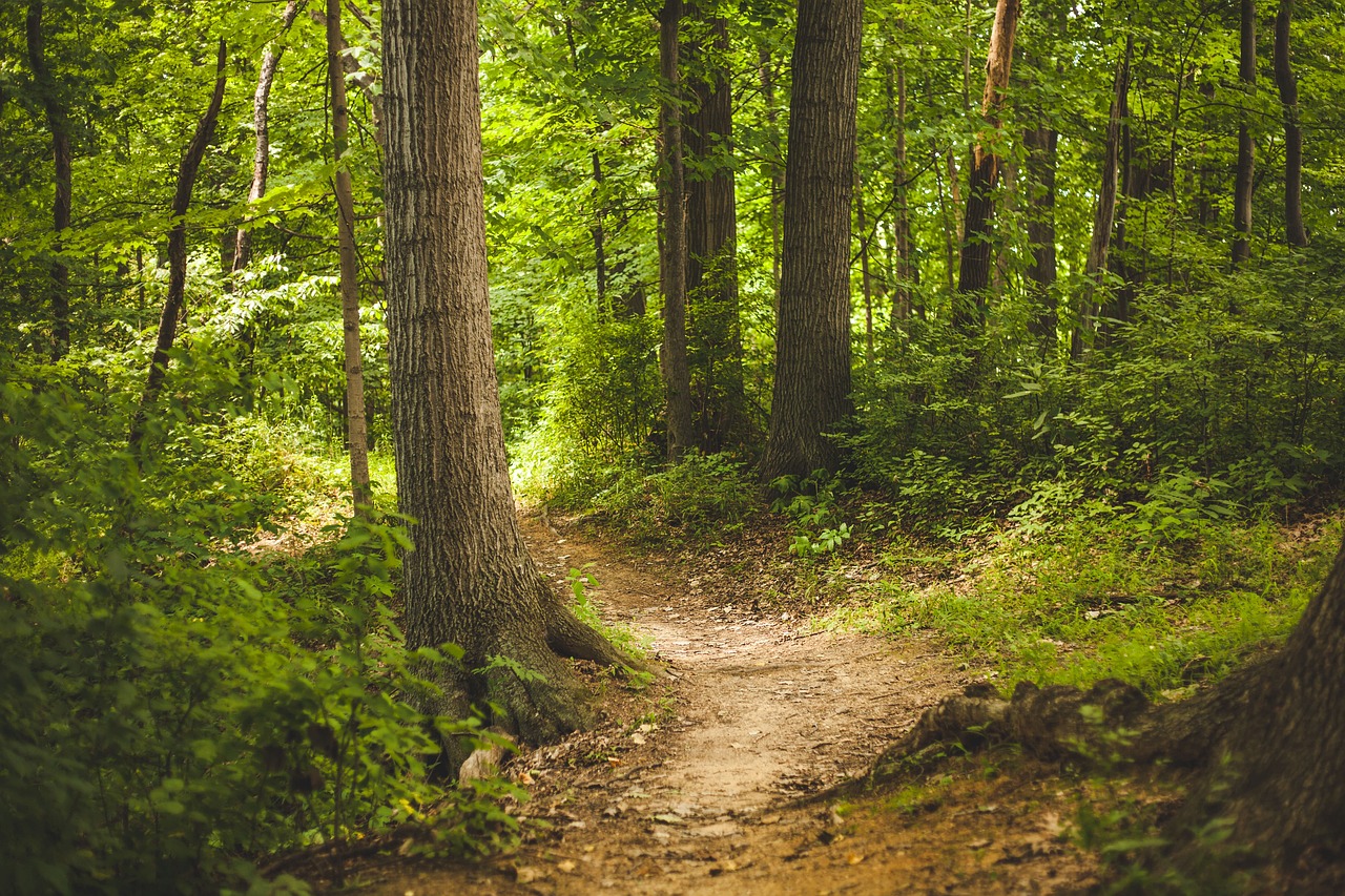 La place des forêts dans le bilan carbone global post thumbnail image