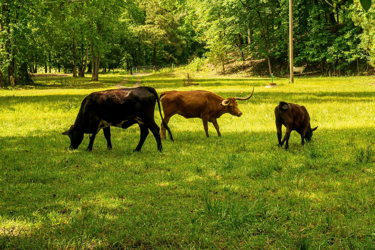 découvrez ce qu'est l'empreinte carbone, son impact sur l'environnement et comment vous pouvez contribuer à la réduire au quotidien. agissons ensemble pour un avenir durable !