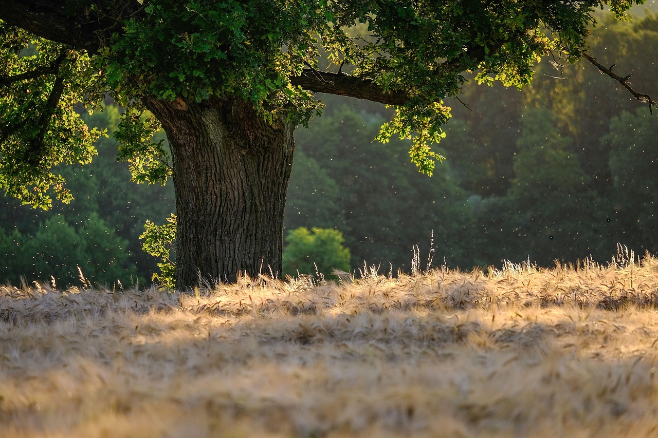 découvrez la magie des forêts, ces écosystèmes riches en biodiversité qui jouent un rôle essentiel dans notre environnement. explorez leur beauté, leur importance pour la planète et les actions à entreprendre pour leur préservation.