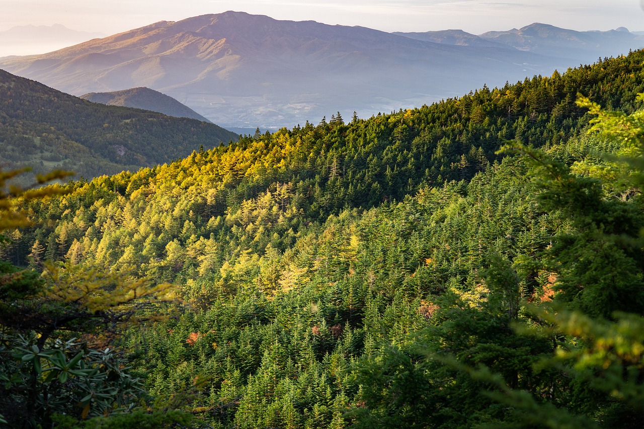 découvrez la beauté et l'importance des forêts, véritables poumons de la planète. explorez leur biodiversité, leurs bienfaits pour l'environnement et les enjeux de leur préservation.