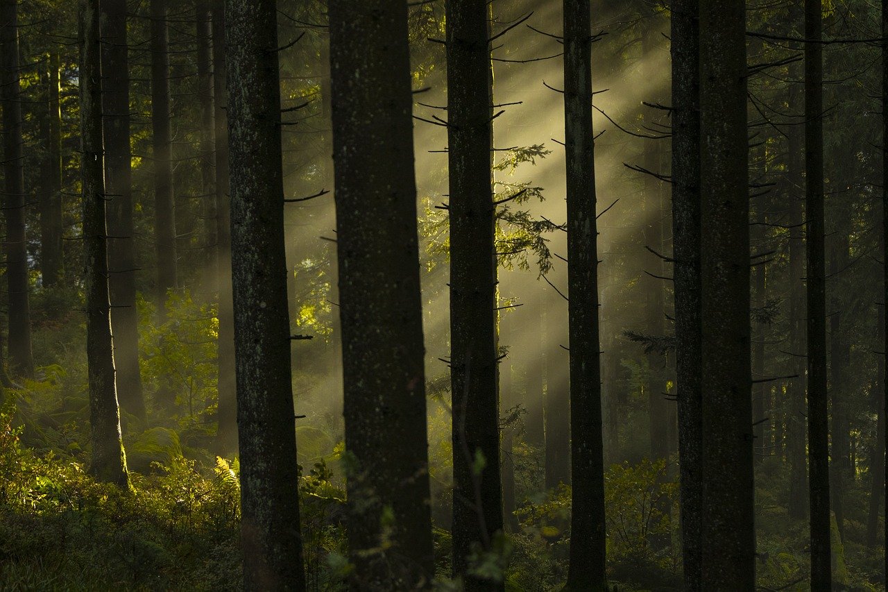 découvrez la beauté et l'importance des forêts dans notre environnement. plongez dans l'univers fascinant des écosystèmes forestiers, leur rôle crucial dans la biodiversité, et les enjeux de leur préservation.