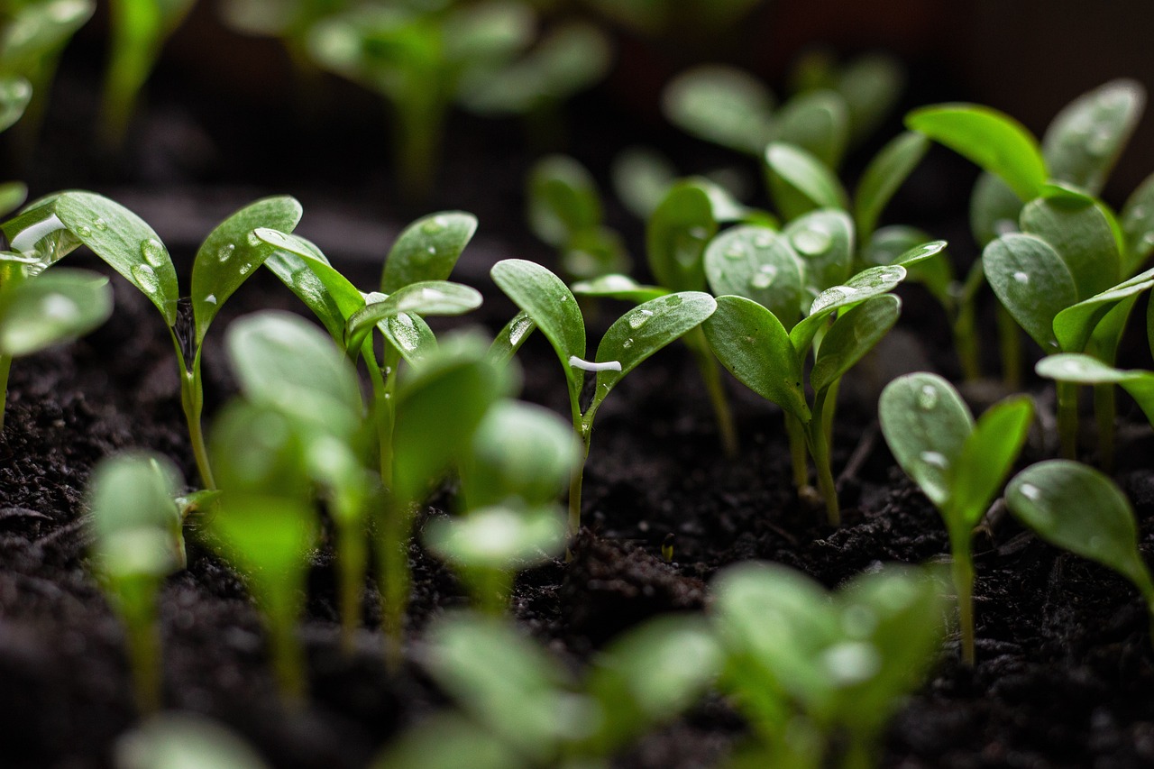 découvrez l'importance des quartiers durables : un modèle d'habitat respectueux de l'environnement, favorisant la biodiversité, l'économie locale et la qualité de vie des habitants. plongez dans les initiatives innovantes qui transforment nos villes en espaces plus verts et résilients.