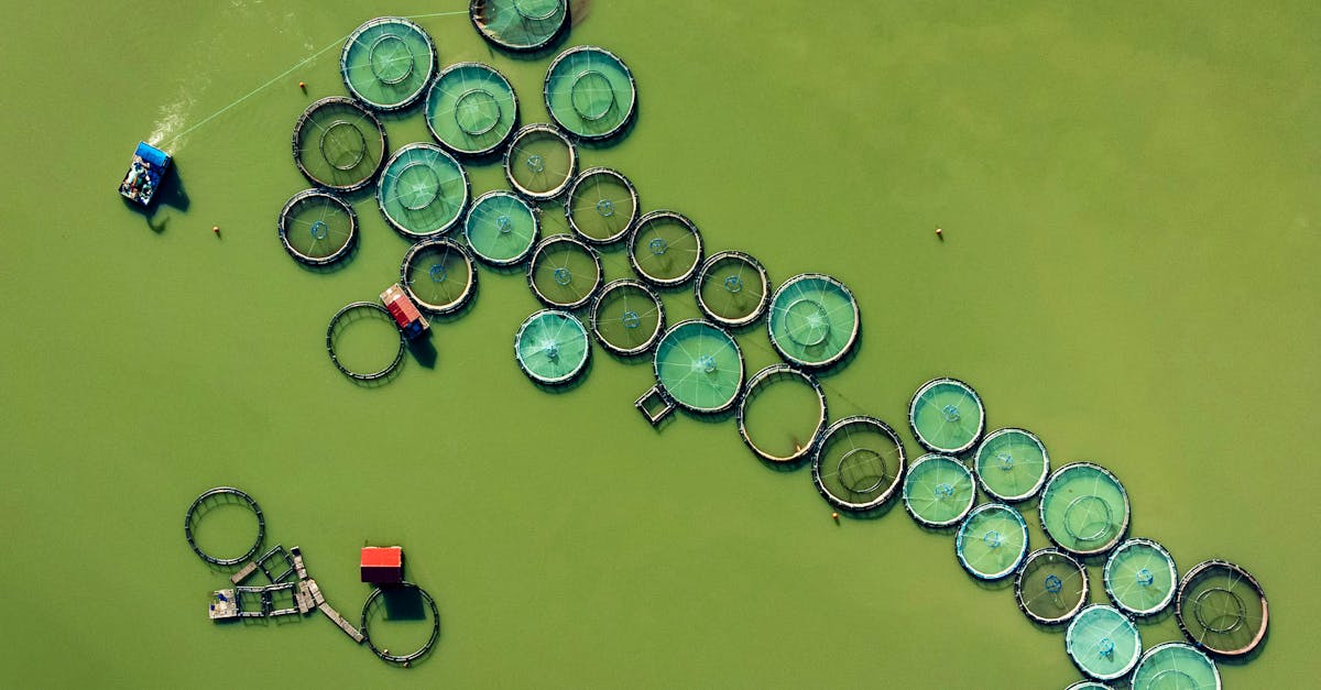 découvrez l'importance des ressources naturelles, leur rôle crucial dans notre écosystème et les enjeux liés à leur préservation. plongez dans un univers fascinant où l'eau, l'air, le sol et les minéraux forment la base de notre planète et de notre avenir.