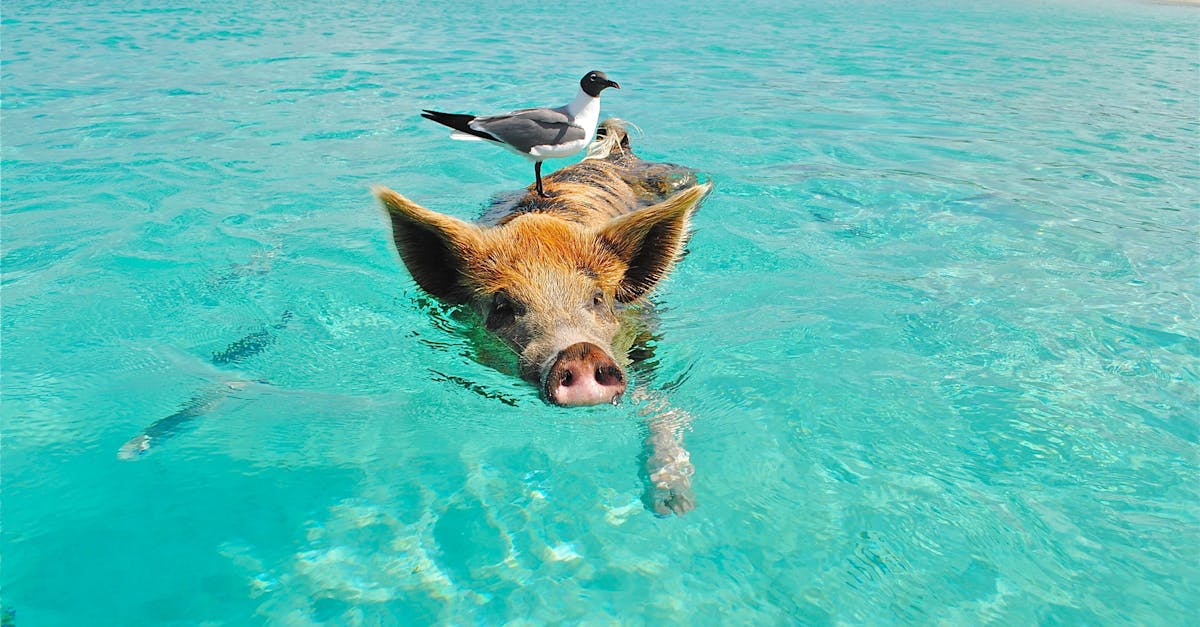 découvrez la beauté et la richesse des océans, un monde fascinant rempli de biodiversité, de mystères et d'aventures maritimes. plongez dans les profondeurs des mers pour explorer la vie marine, les écosystèmes fragiles et les enjeux environnementaux qui menacent nos océans.